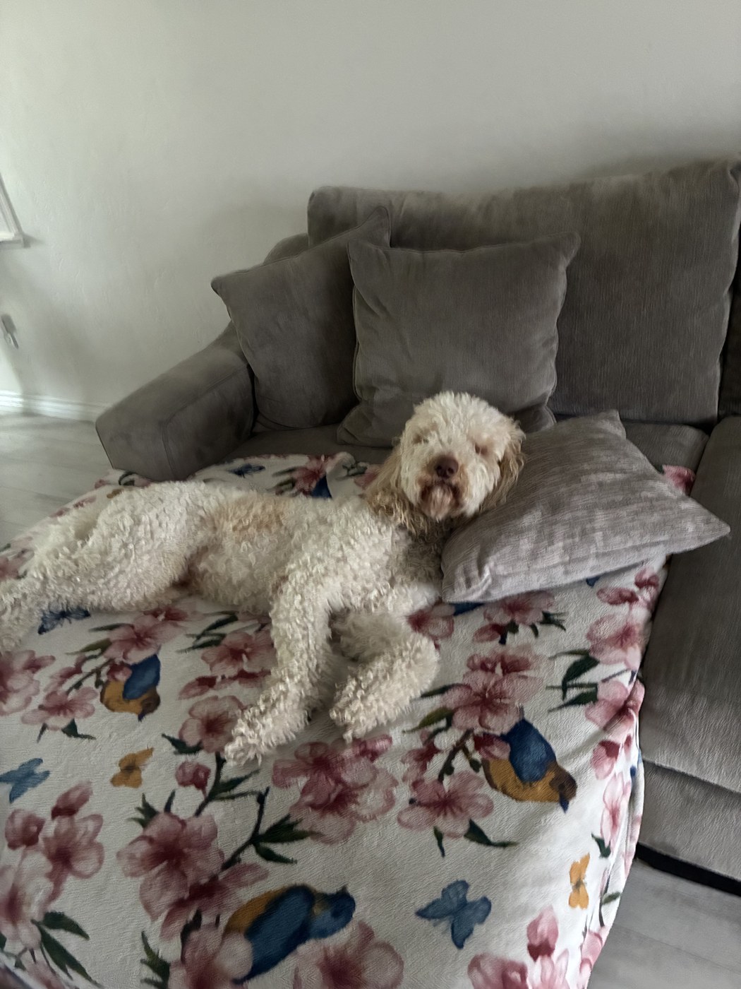 Benji, Alan’s goldendoodle